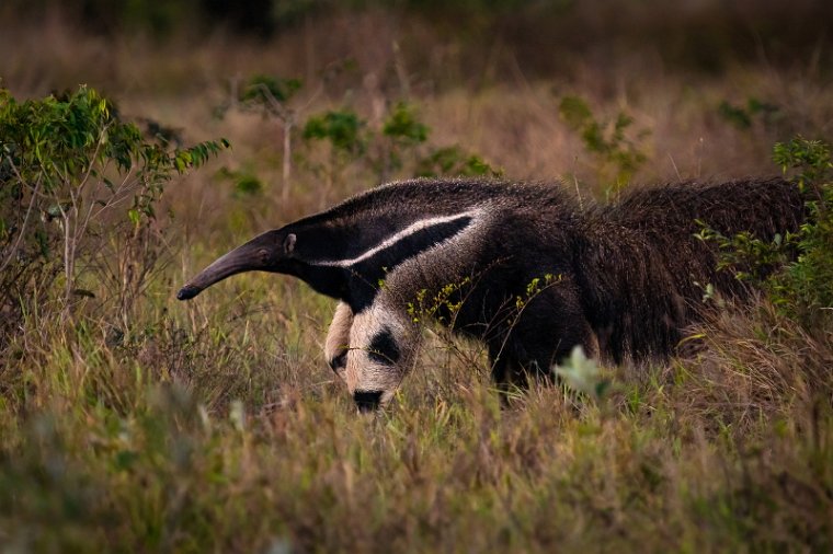 004 Noord Pantanal, reuzenmiereneter.jpg